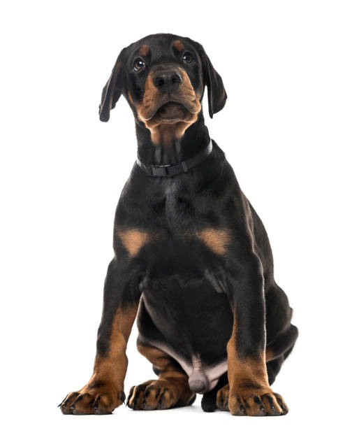 istock Puppy Doberman Pinscher sitting, 7 weeks old , isolated on white 823781056