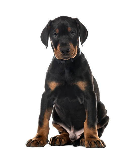 istock Puppy Doberman Pinscher sitting, 7 weeks old , isolated on white 823781166