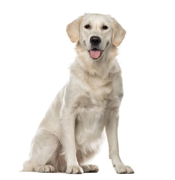 istock White Golden Retriever sitting, 19 months old , isolated on white 823781258