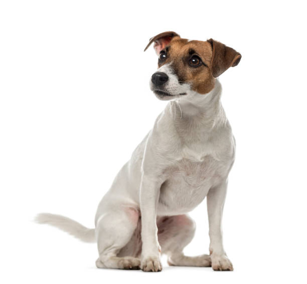 istock Jack Russell Terrier sitting and looking away,2 years old, isolated on white 823781274