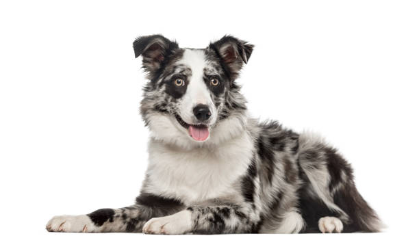 istock Border Collie lying and panting, 7 months old, isolated on white 823781364