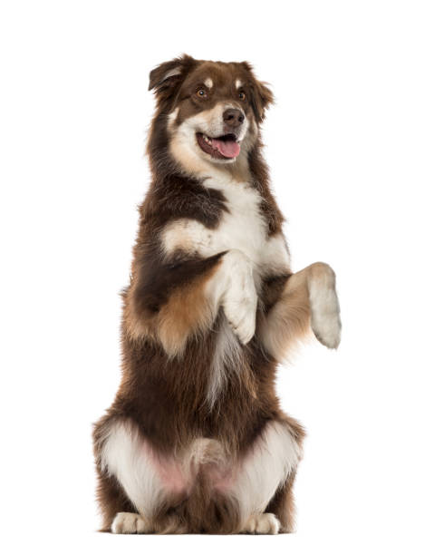 istock Australian Shepherd on hind legs, 6 years old , isolated on white 823781424