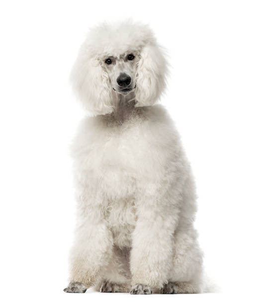 istock White poodle sitting, 9 months old , isolated on white 823781474