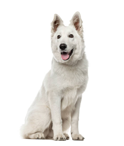 istock White Swiss Shepherd Dog sitting, isolated on white 823781510