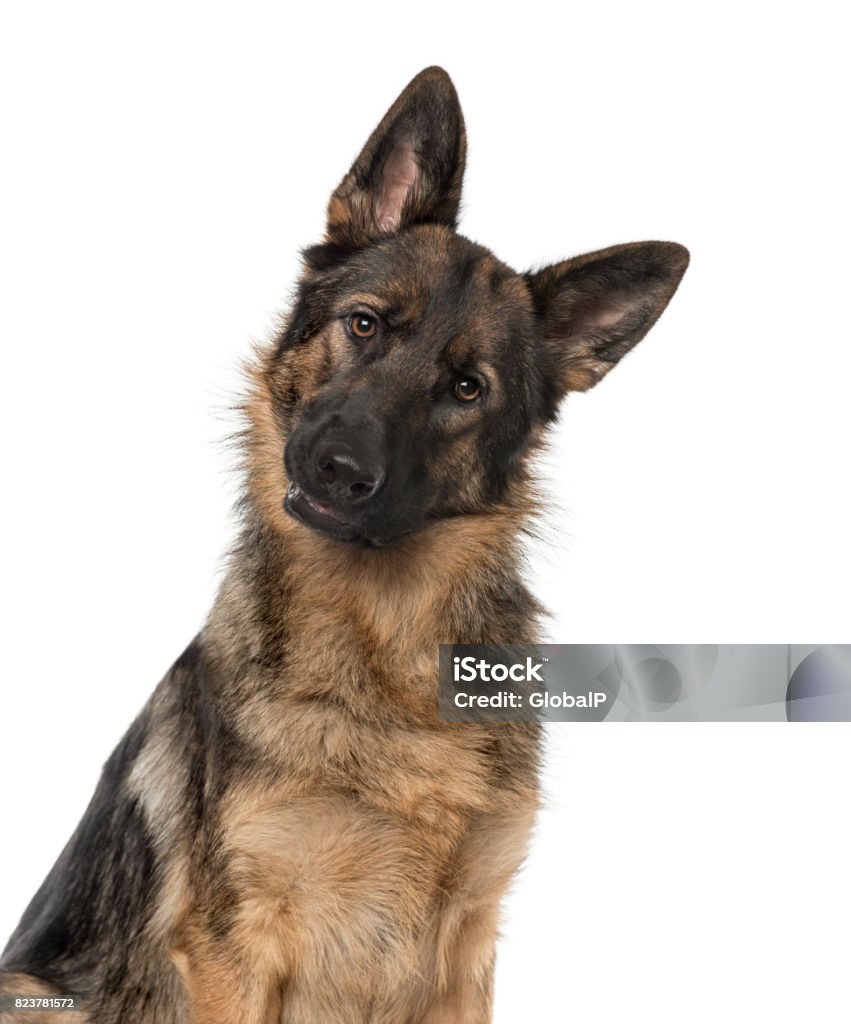 Close-up of a German Shepherd Dog staring at the camera, 21 months old, isolated on white Cut Out Stock Photo