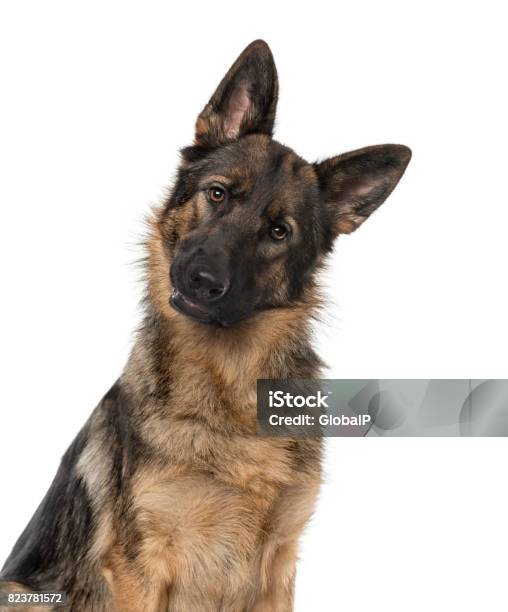 Closeup Of A German Shepherd Dog Staring At The Camera 21 Months Old Isolated On White Stock Photo - Download Image Now