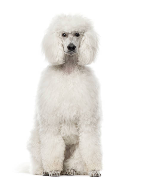 istock White poodle sitting, 9 months old , isolated on white 823781578