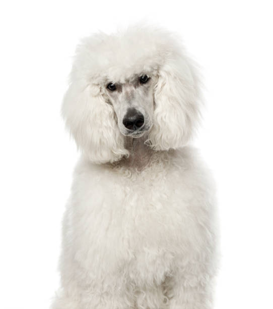 istock White poodle sitting, 9 months old , isolated on white 823781580