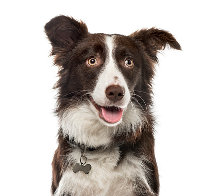 Australian Shepherd Dog Portrait against grey background with his head cocked.