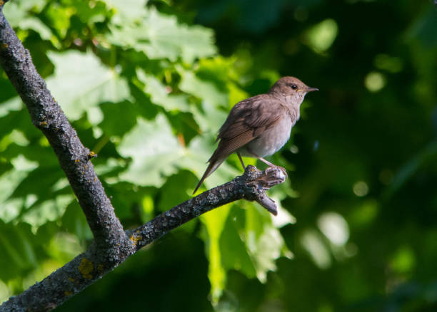 Nightingale, sprosser singing on the tree