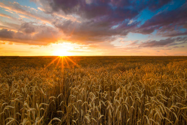 istock Colorful sunset over wheat field 823782002