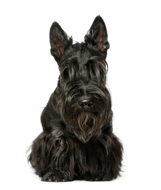 istock Scottish terrier sitting, 9 months old, isolated on white 823786932