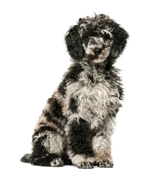 istock Puppy Poodle sitting,13 weeks old, isolated on white 823787052