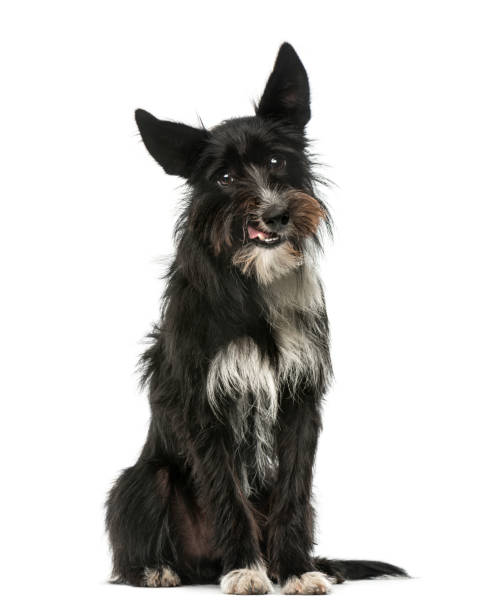 istock Mixed breed dog sitting, 1 year old, isolated on white 823787304