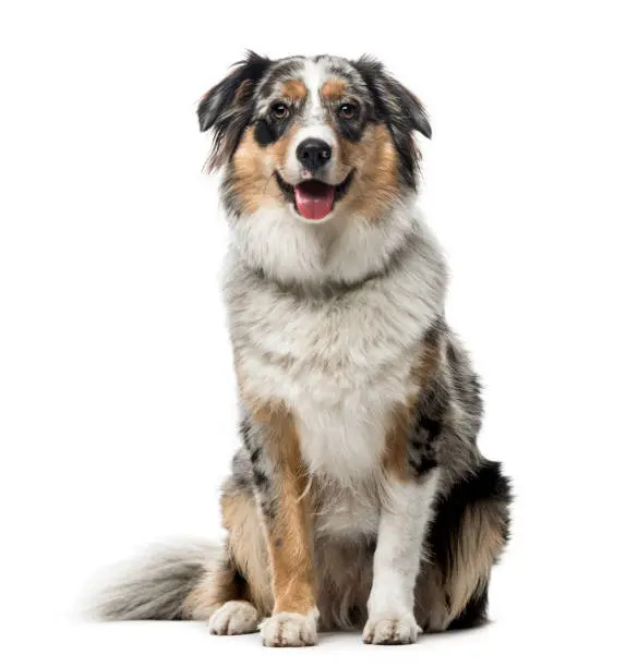 Photo of Australian Shepherd sitting, isolated on white, 1 year old