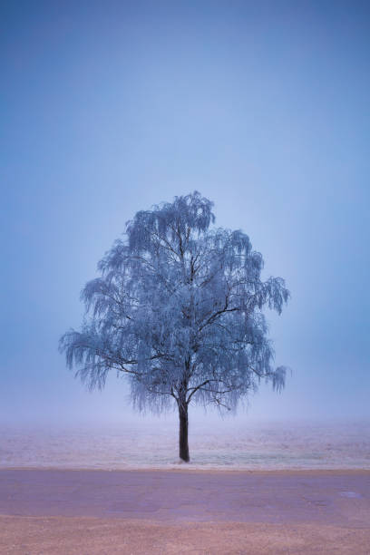 Frost-covered trees and grass in winter forest at foggy sunrise. Road in the forest. Beautiful winter landscape.