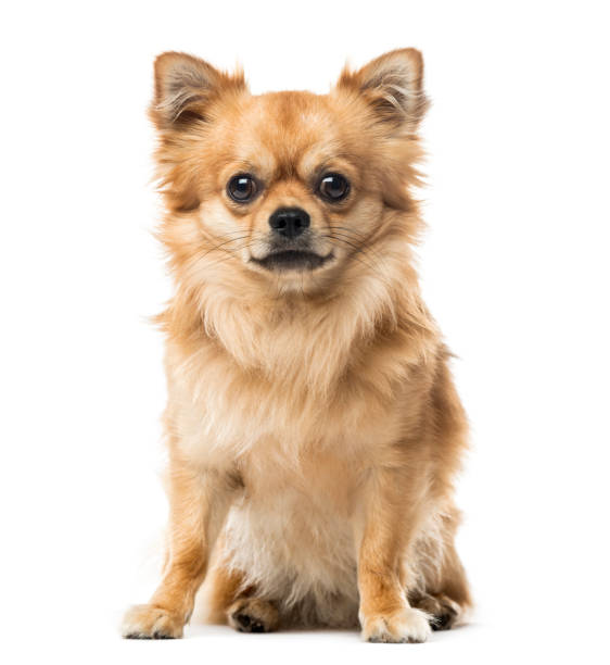 istock Chihuahua sitting, 2 years old , isolated on white 823787534