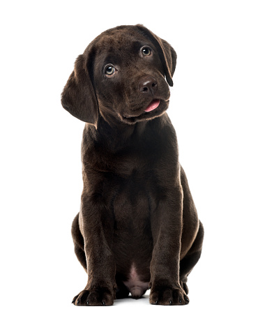 A Yellow Labrador puppy chewing the ear of its Chocolate sibling on a white background looking up at the camera.