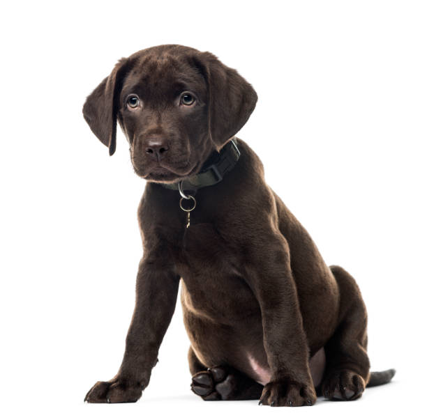 istock Puppy chocolate Labrador Retriever sitting, 3 months old , isolated on white 823787750