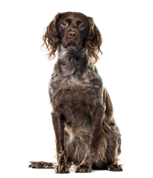 istock A Brittany sitting, isolated on white 823787754