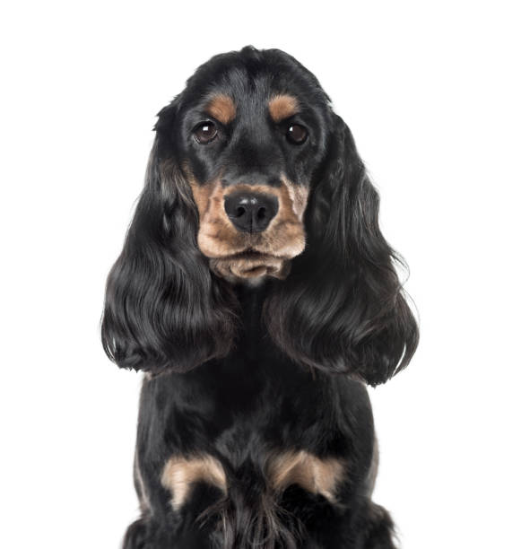 istock A black Cocker Spaniel looking at the camera, isolated on white 823787864