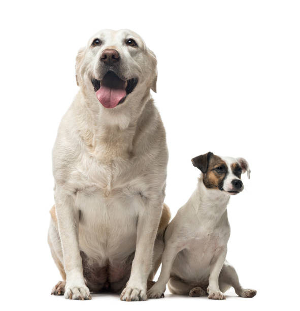 istock A Jack Russell Terrier and a Labrador Retriever sitting, isolated on white 823787872
