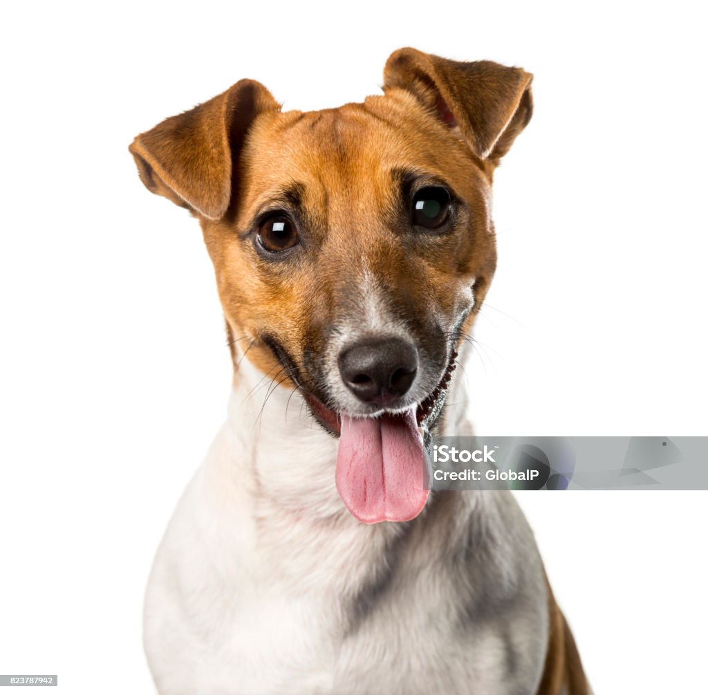 Close-up of a Jack russell terrier panting , isolated on white Jack Russell Terrier Stock Photo