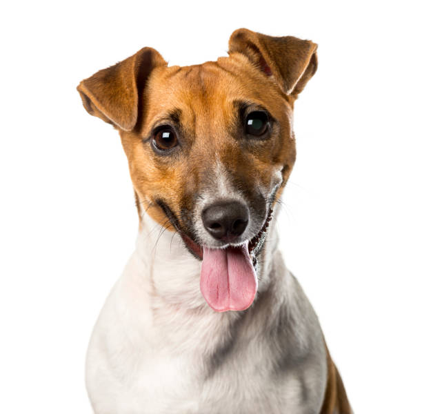 Close-up of a Jack russell terrier panting , isolated on white Close-up of a Jack russell terrier panting , isolated on white jack russell terrier stock pictures, royalty-free photos & images