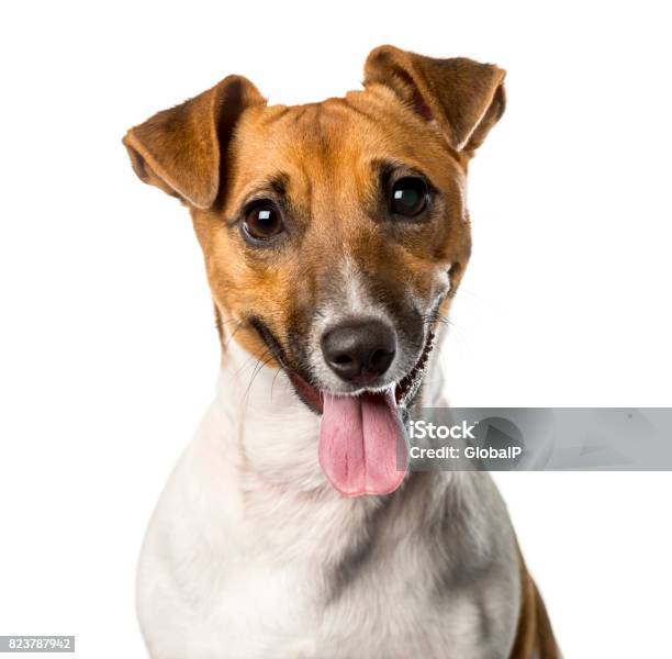 Closeup Of A Jack Russell Terrier Panting Isolated On White Stock Photo - Download Image Now