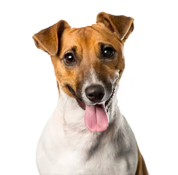 Close-up of a Jack russell terrier panting , isolated on white