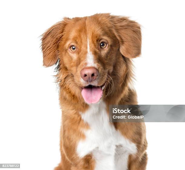 Closeup Of A Nova Scotia Duck Tolling Retriever Panting Isolated On White Stock Photo - Download Image Now