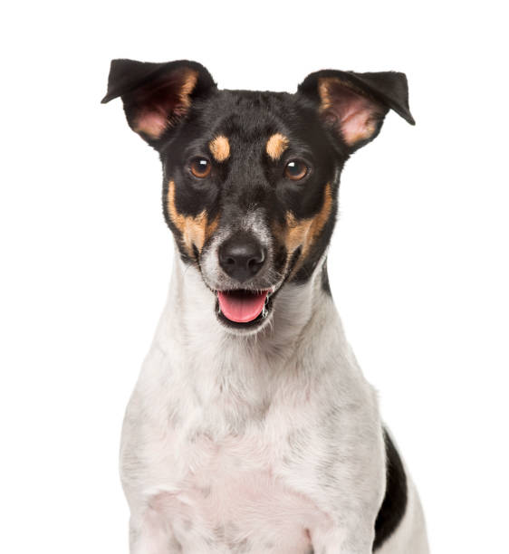 istock Close-up of a Jack Russell Terrier, isolated on white 823788156