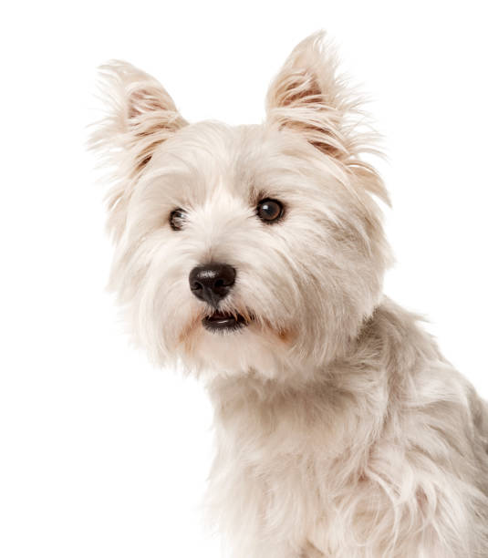 istock Close-up of a white west highland terrier , isolated on white 823788278