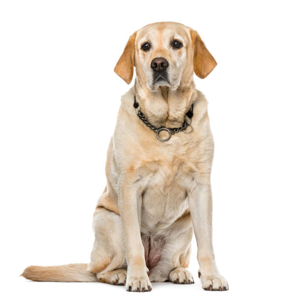 istock Labrador Retriever sitting, isolated on white, 7 years old 823788352