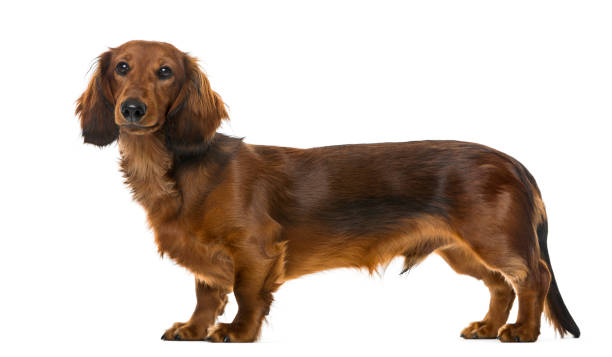 puppy dachshund standing, 6 months old , isolated on white - side view dog dachshund animal imagens e fotografias de stock