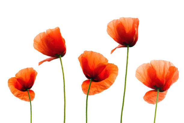 istock Red  poppies isolated on white background 823789354