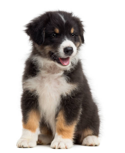 istock Australian Shepherd puppy, 8 weeks old, sitting and looking away against white background 823789574