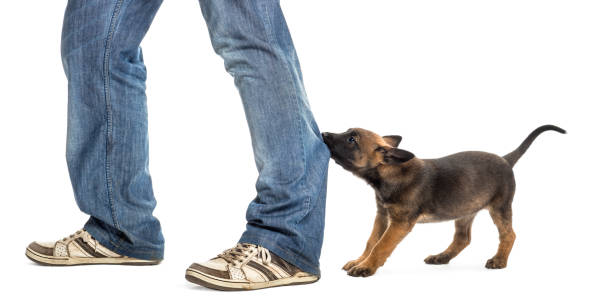 istock Belgian shepherd puppy biting and pulling leg against white background 823789718