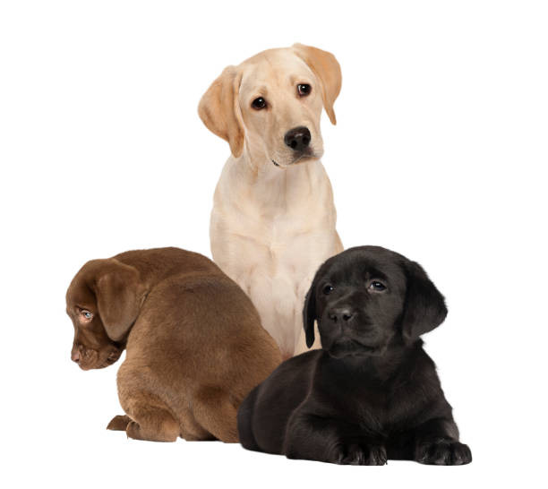 istock labrador and puppies, isolated on white 823789732