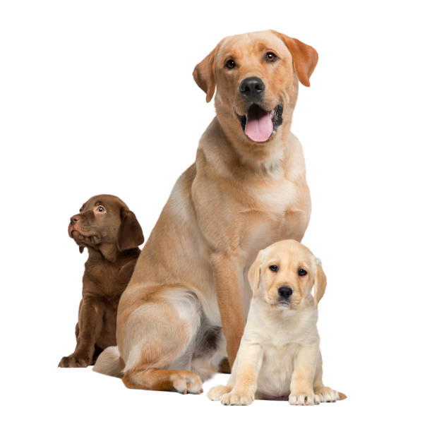 istock Labrador panting and puppies, isolated on white 823789820