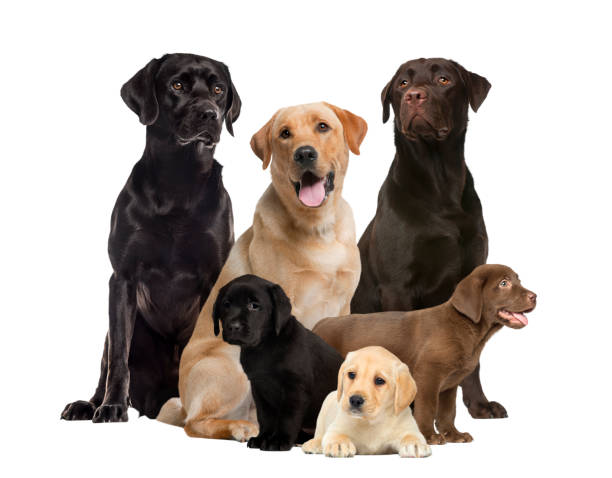 istock labrador and puppies, isolated on white 823789842