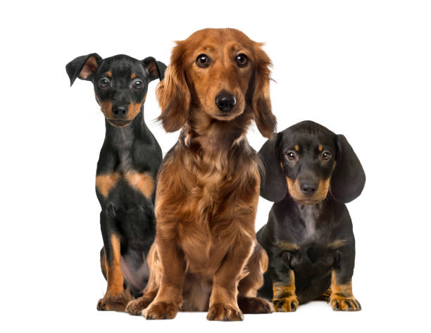 istock Three dogs sitting, isolated on white 823789926