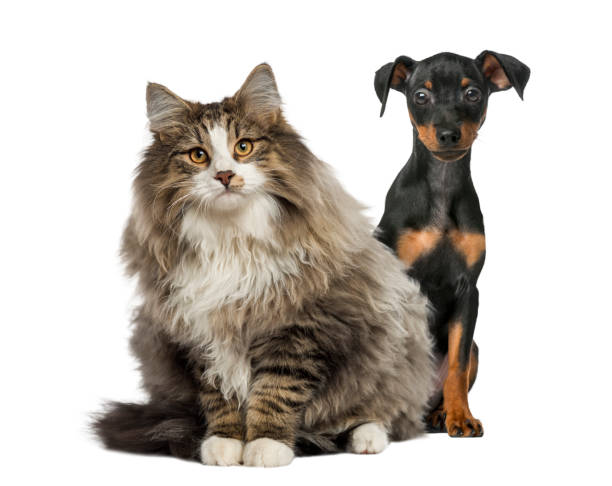 istock Dog and cat sitting, isolated on white 823789940