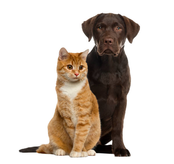 istock Dog and cat sitting, isolated on white 823789990