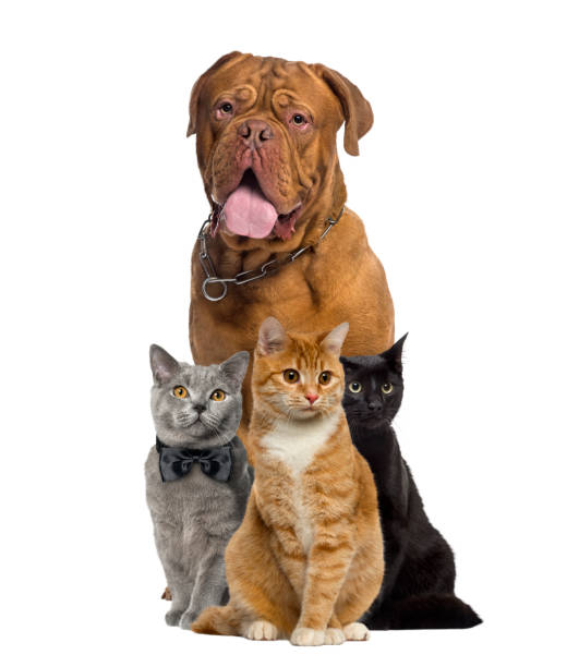 istock Cats and dogue de Bordeauw sitting, isolated on white 823790024