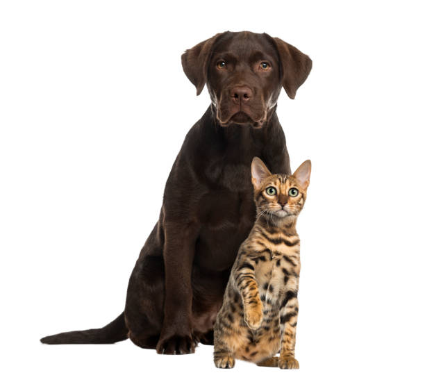 istock Dog and cat sitting, isolated on white 823790042
