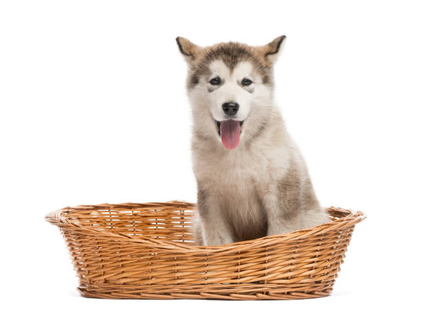 istock Alaskan Malamute puppy sitting in a basket isolated on white 823792152