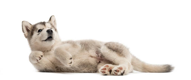istock Alaskan Malamute puppy lying on the side isolated on white 823792442