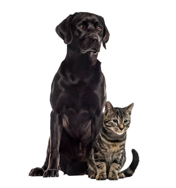 istock Labrador and european cat sitting, isolated on white 823792516