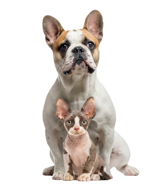 istock French Bulldog and Peterbold sittng and looking at camera, isolated on white 823792528